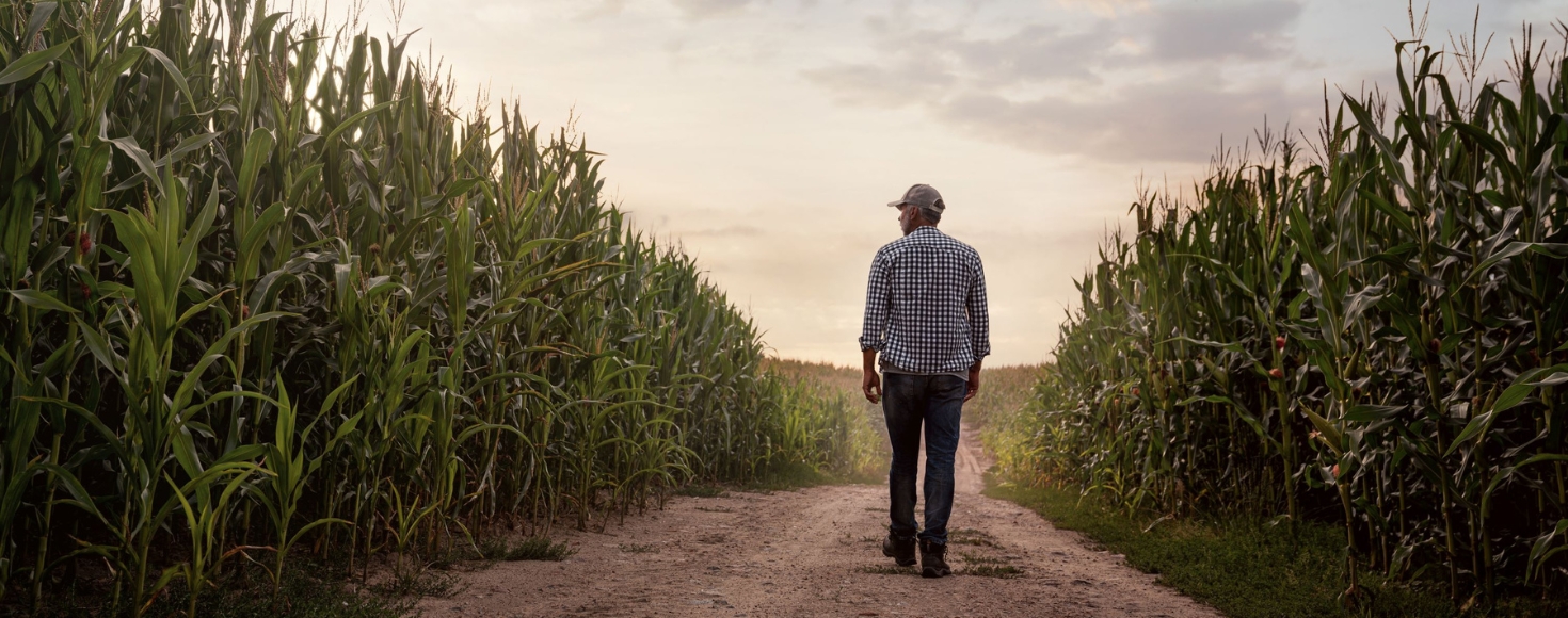 A farmer walks on a field road between two corn fields.
